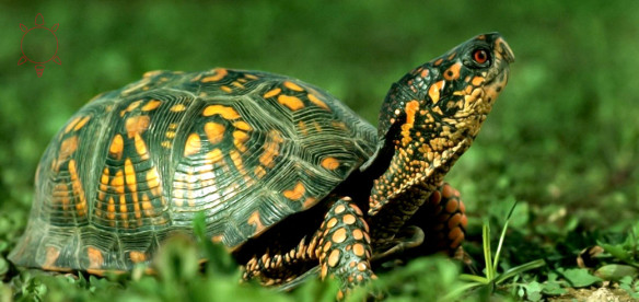 turtle_teach